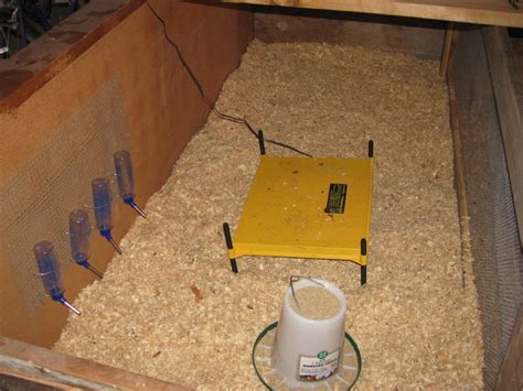 How to Set Up a Chick Brooder: Temperature Chart and Supplies ...