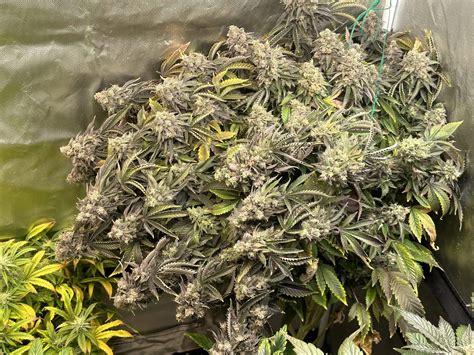 Sour Diesel IBL 10 Regular Seeds | Buy at DC Seed Exchange