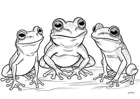 Frog Colouring Sheets