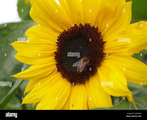 Flowers and colours Stock Photo - Alamy