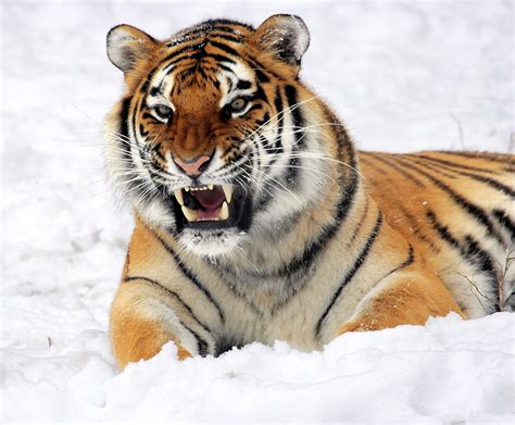Tiger In The Snow Free Stock Photo - Public Domain Pictures