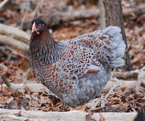 Blue-Laced Red Wyandotte — DRAGONFLY FARM | Pet chickens, Beautiful ...