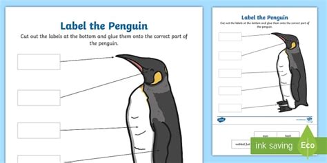 Label the Penguin Worksheet (teacher made) - Twinkl