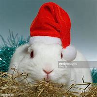 Image result for Images of White Rabbits