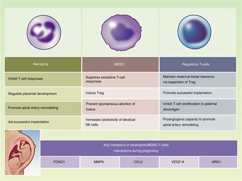 Neutrophils in pregnancy: New insights into innate and adaptive immune ...