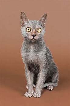 cat breed the lykoi cat a new breed pets4homes cat breed the lykoi cat a new breed pets4homes