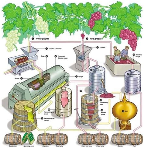 Wine Making Process 的图像结果
