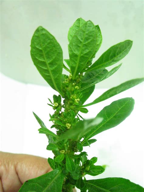 ¿Epazote o apazote?: Para qué sirve esta planta y cómo consumirla para ...