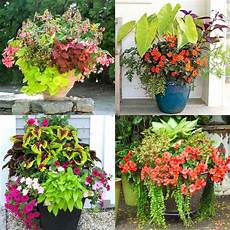 Container Gardening Plants by Best Shade Plants 30 Gorgeous Container Garden Planting Container Gardening Plants