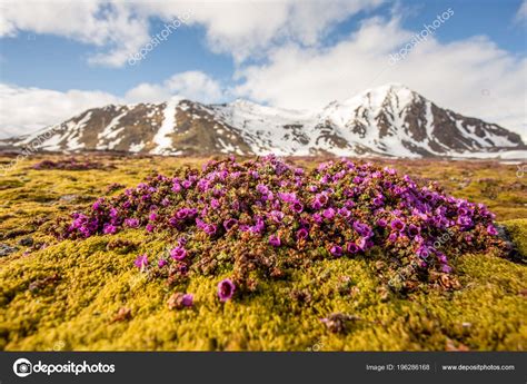 Pink Arctic Tundra