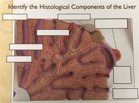 Image result for Liver Models Labeled