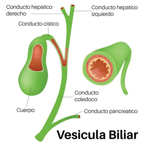Partes De La Vesicula Biliar | Anatomía de la vesícula biliar y higado ...