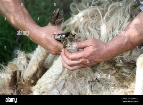 Sheep Care 的图像结果