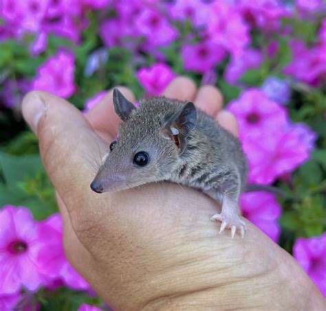 Short Tailed Opossum Animals For Sale | Millersburg, OH #442720