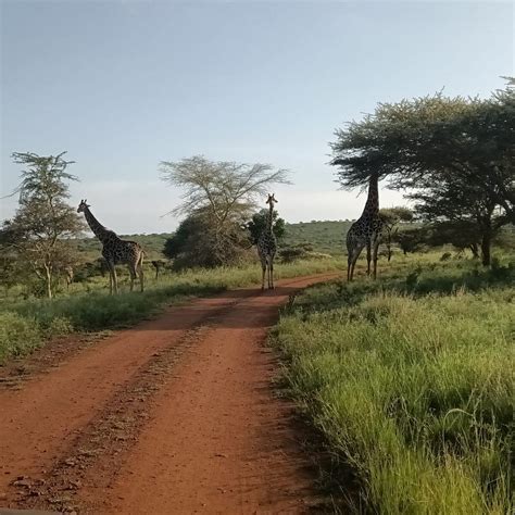 BUDGET SAFARIS DURBAN - All You Need to Know BEFORE You Go 2026 (with ...