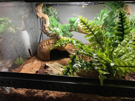 Image result for Ball Python Setup Checklist