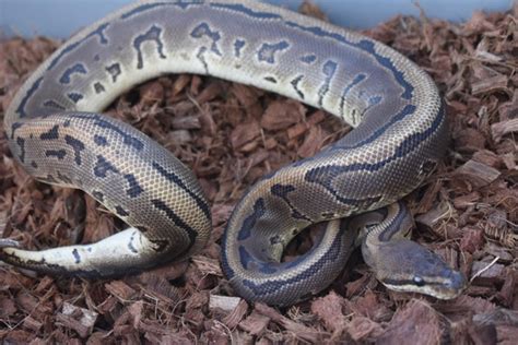 Image result for Pin Strip Ghost Ball Python