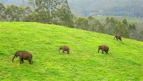25 Popular Places To Visit In Vagamon for a Peaceful Trip