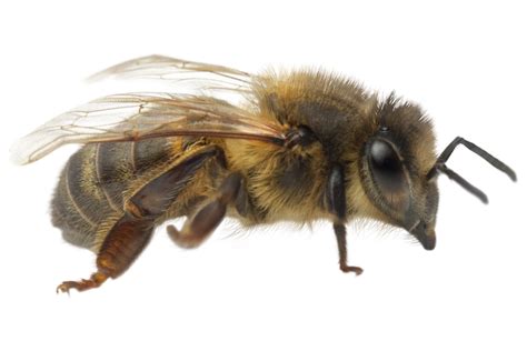 Do Bees Have Knees? | How Do They Function?