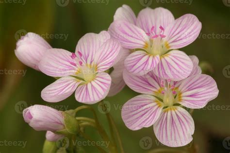 spring beauty flowers 22320781 Stock Photo at Vecteezy