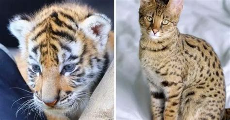 Animals Lose Defensive Instinct Against Predators After Human Encounters