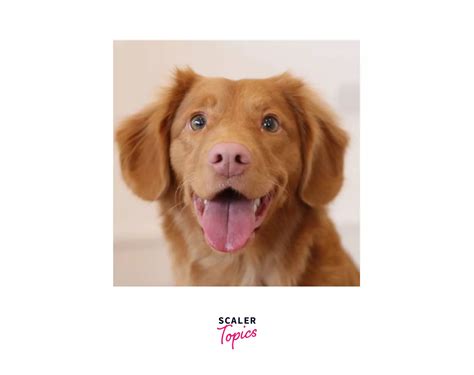 Image result for ImageTag Web Technology Using HTML Code