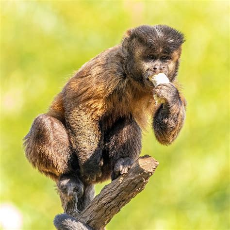 Tufted capuchin monkey (sapajus apella), aka macaco-prego into the wild ...