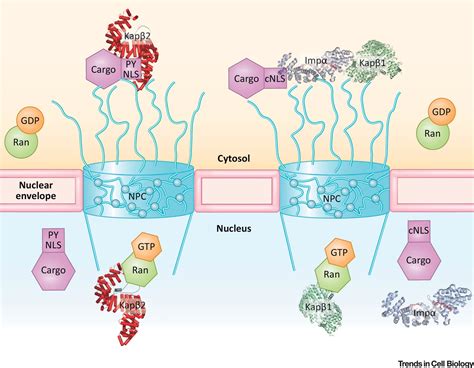Therapeutic Dissolution of Aberrant Phases by Nuclear-Import Receptors ...