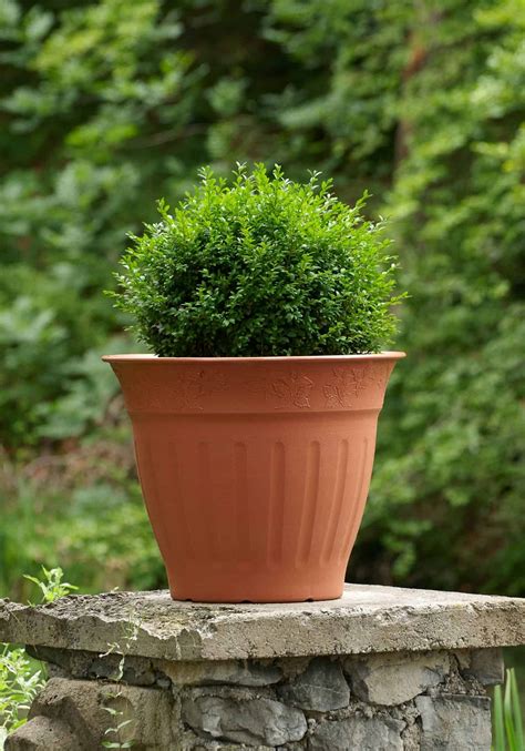 10 dwarf evergreen shrubs for full sun 🌞 🌿 Compact picks for vibrant ...