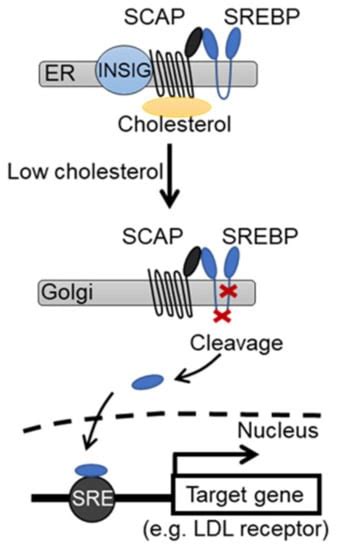Beyond Lipid-Lowering: Effects of Statins on Cardiovascular and ...