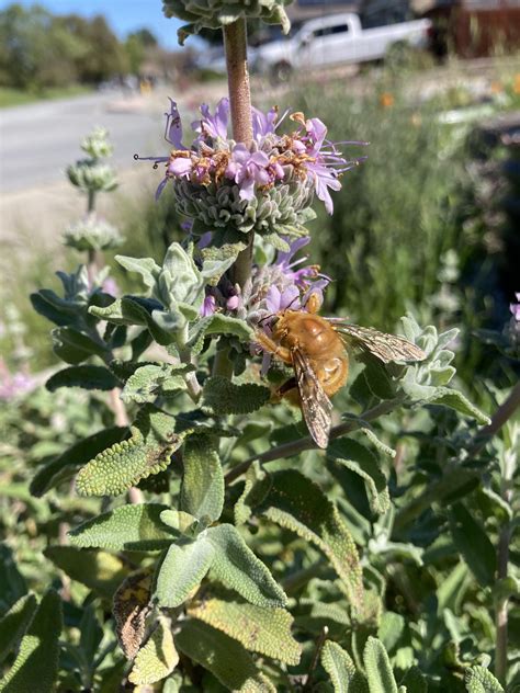 Spotted the first Teddy Bear Bumblebee on my Salvia leucophylla!!! : r/Ceanothus