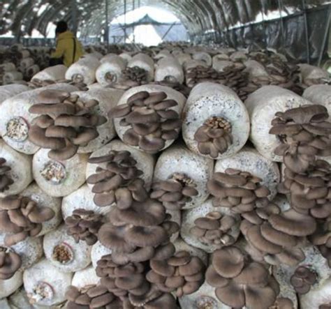 泸州古蔺县：蘑菇之乡大寨食用菌产业园助农增收_视点图片_泸州频道_四川在线