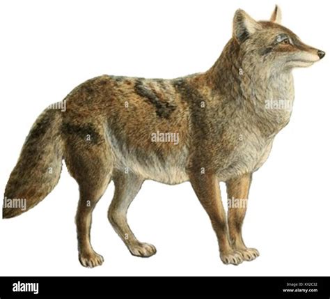 Plate IX illustrating various species of canids including dogs, jackals, wolves, and foxes ...