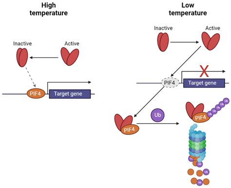 Bridging the Gap: From Photoperception to the Transcription Control of ...