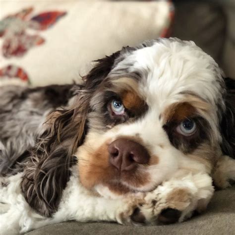 American Merle Cocker Spaniel with Blue Eyes