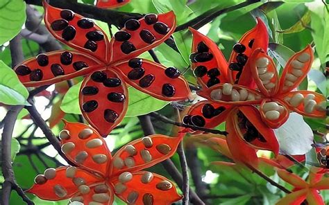 Image result for Swamp Python Snake