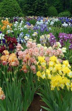 Image result for Iris Form Classification Example