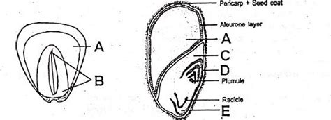 Given below is the diagram of a typical structure of monocotyledonous ...