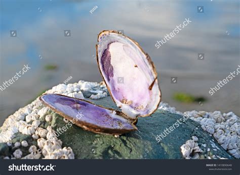 Image result for Clam Inside Shell Empty