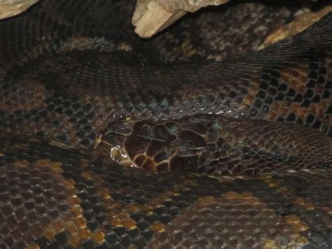 Image result for Reticulated Python Archive