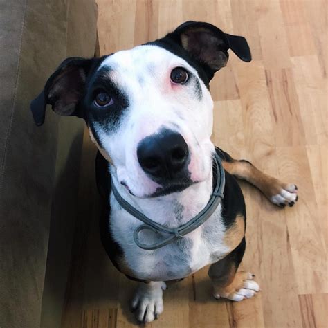 Pitbull Mix Dachshund