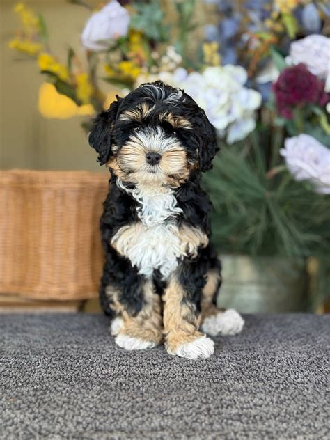 Image result for Tricolor Cockapoo