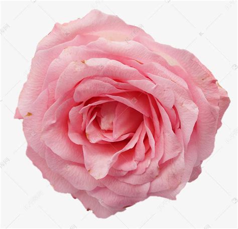 盛开粉色玫瑰花素材图片免费下载-千库网