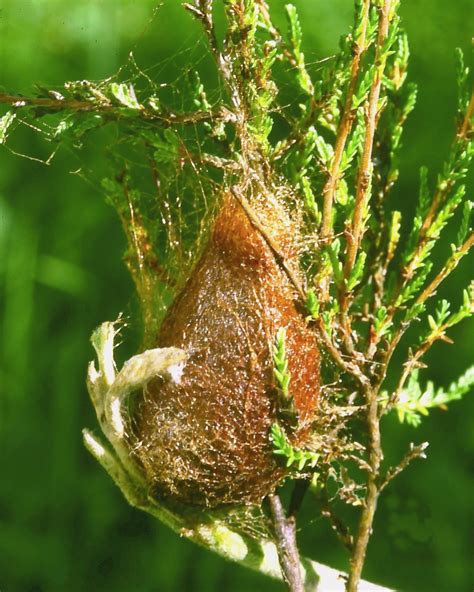 Moths and Caterpillars - Outdoors with the Bailies