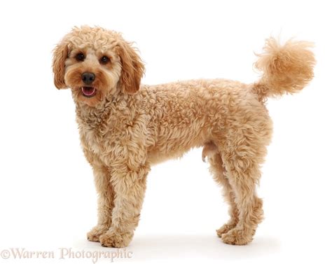 Image result for Dogs 101 Cockapoo