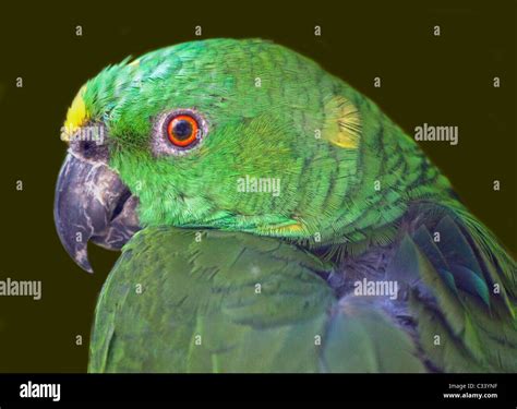 Yellow Naped Amazon (amazona auropalliata Stock Photo - Alamy
