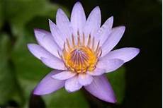 fior di loto significato simbologia egizia fiore di loto fior di loto significato simbologia egizia fiore di loto