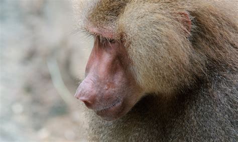 Image result for Baboon Side View