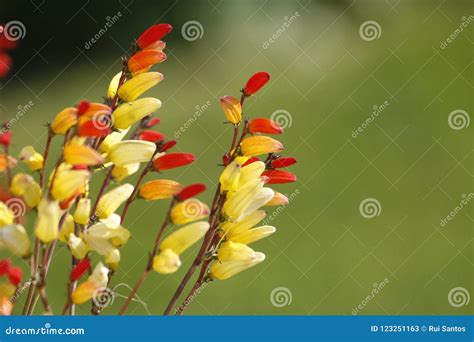 Ipomoea Species, Morning Glory, Spanish Flag, Firecracker Vine, Stock ...