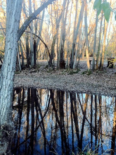 Image result for Spring Pond Reflection